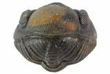 Bumpy Enrolled Morocops (Phacops) Trilobite #86416-1